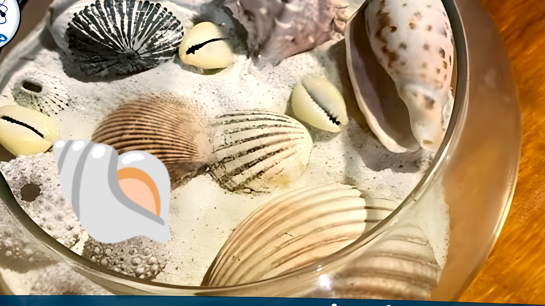 Descubre el peligro oculto de los caracoles de mar en casa: ¡Podría ser la última vez que los quieras!
